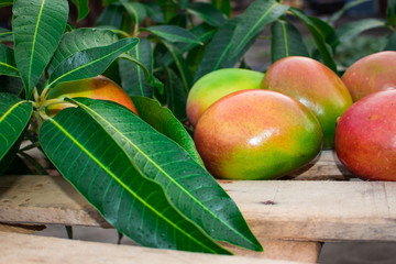 mango fruta fresca