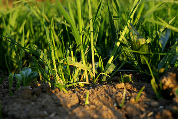 A new grass on our garden after attacked mole. New grass grow up and with amazing golden light create breathtaking atmopshere