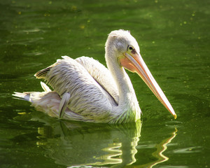 Pelican floating on the water surface