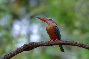 Stork-billed Kingfisher ; Pelargopsis capensis