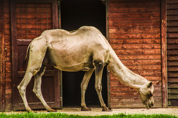 A camel against the background of an open gate of buildings