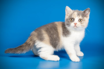 photography of a British cat on colored backgrounds