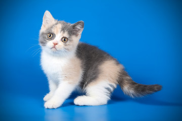 photography of a British cat on colored backgrounds
