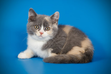 photography of a British cat on colored backgrounds