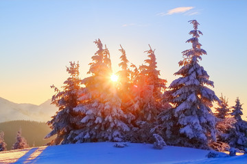 On a frosty beautiful day among high mountains and peaks are magical trees covered with white fluffy snow against the magical winter landscape.