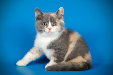 photography of a British cat on colored backgrounds
