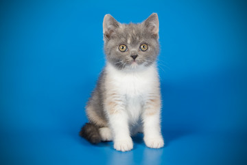 photography of a British cat on colored backgrounds