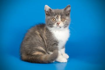photography of a British cat on colored backgrounds