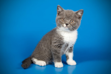 photography of a British cat on colored backgrounds