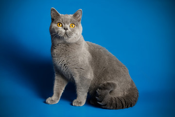 photography of a British cat on colored backgrounds