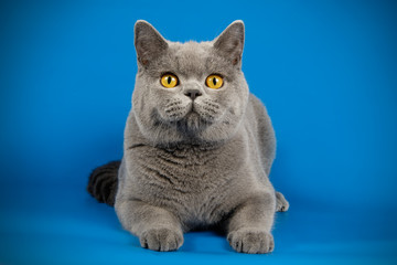 photography of a British cat on colored backgrounds