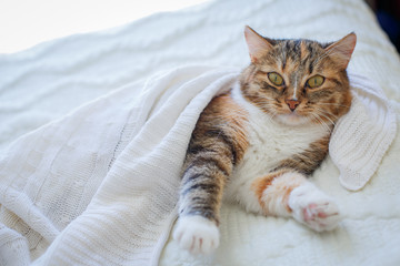 cat lies on a white bed in a white plaid