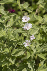 White flowers of healing herbs with green leaves.