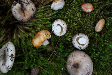 Forest mushrooms
