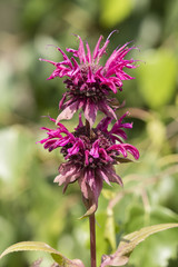 Purple flowers of healing herbs.