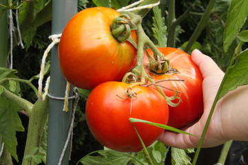 dziecko zrywające soczyste pomidory