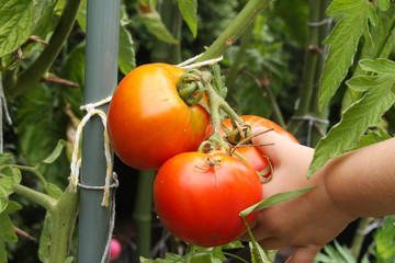 dziecko zrywające soczyste pomidory