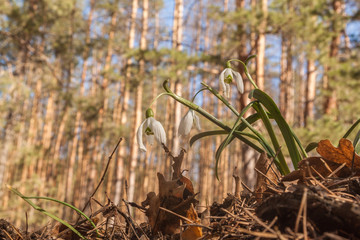 White Galanthus (snowdrops)  in the forest