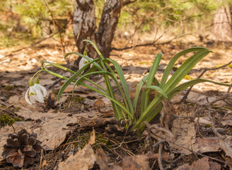 White Galanthus (snowdrops)  in the forest