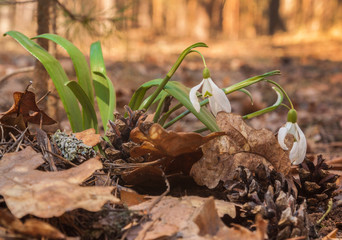 White Galanthus (snowdrops)  in the forest