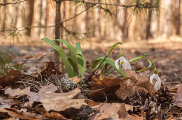 White Galanthus (snowdrops)  in the forest