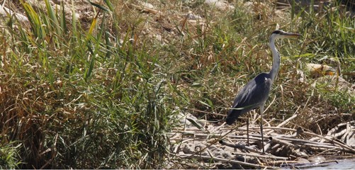 Escondite en las cañas