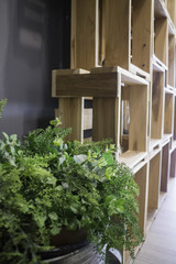 Decorative tree in flower pot