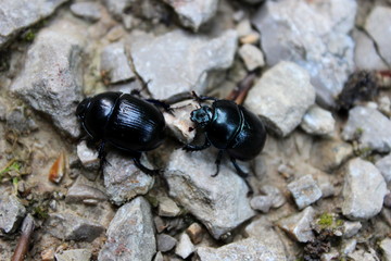 Waldmistkäfer,Mistkäfer,Paar