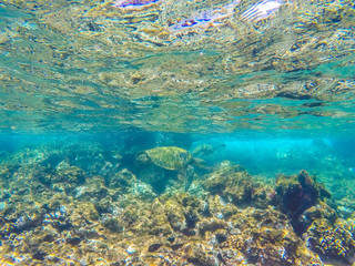 Turtle in the reef