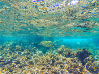 Fototapeta premium Turtle in the reef