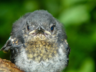 the little bird 