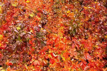 Autumn background of red leaves of grapes