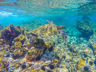 Naklejka na ściany i meble Turtle in the reef