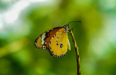 beauty of butterfly
