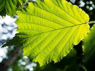 close up of green leaf