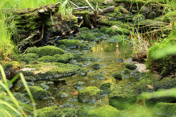 mossy forest stream