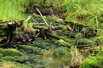 mossy forest stream