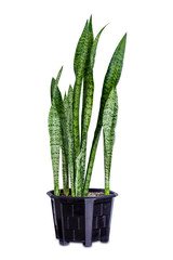 sansevieria or snake plant in a pot isolated on white background