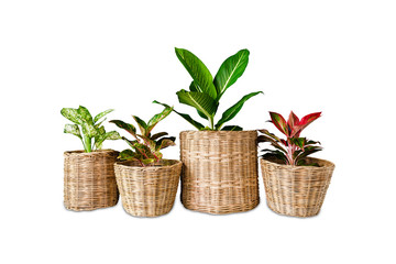 Obraz premium Aglaonema or Chinese Erergreen in wicker baskets