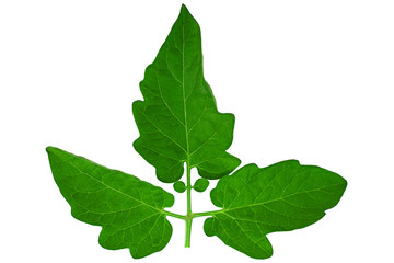 Tomato leaf closeup on white