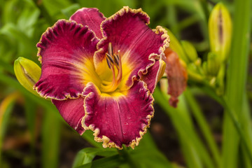 Purple daylily (hemerocallis)  "David Kirchhoff" © Olesia Sarycheva