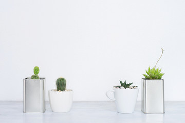 Collection of various cactus and succulent plants in different pots.