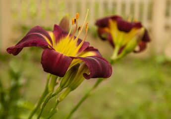 Purple  hemerocallis  (daylily) Night Beacon