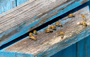 Life of Worker Bees. The Bees Bring Honey