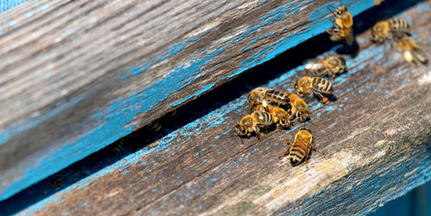 Life of Worker Bees. The Bees Bring Honey
