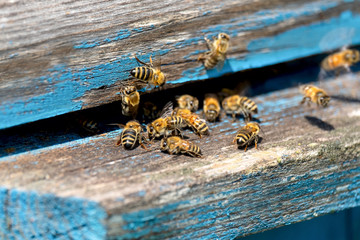 Life of Worker Bees. The Bees Bring Honey