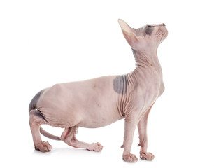 Obraz premium Sphynx Hairless Cat