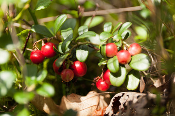 Cowberry flora, forest lingonberry, autumn antioxidant food.