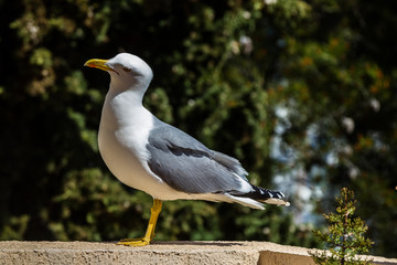 Belle la Mouette, beau le Goéland :)