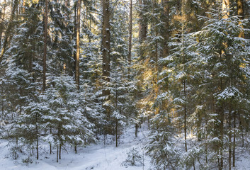 The trees covered with snow in winter forest